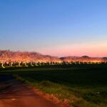 A row of cherry blossom trees, iconic flowers in Japan, illuminated at dusk lines a path beside a grassy field, with the clear sky transitioning from orange to deep blue.