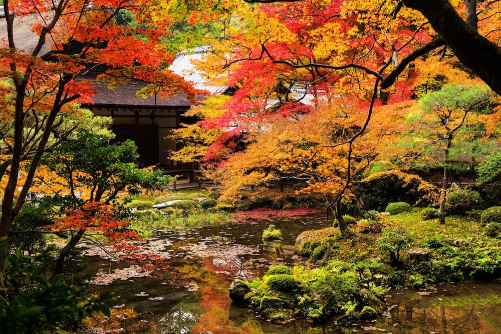 A serene Japanese garden in autumn, featuring vibrant red and orange leaves, a traditional building, and a reflective pond surrounded by lush greenery.